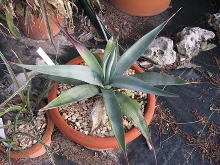 Pépinière Palmaris Agave neglecta anjani Van der Meer