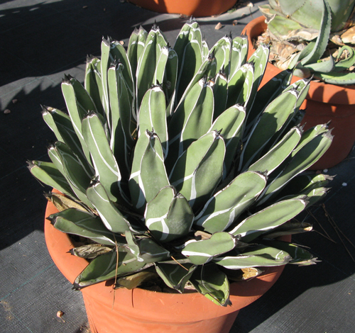 Pépinière Palmaris Agave nickelsiae Van der Meer