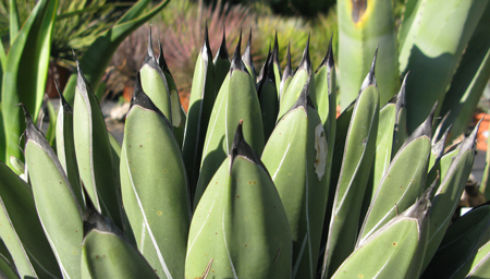 Pépinière Palmaris Agave nickelsiae Van der Meer