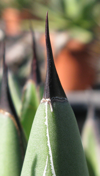 Pépinière Palmaris Agave nickelsiae