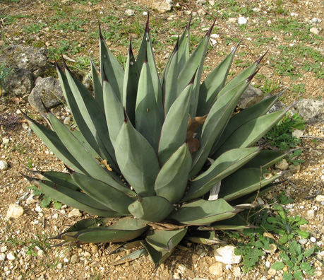 Palmaris Agave nigra Cactuseraie