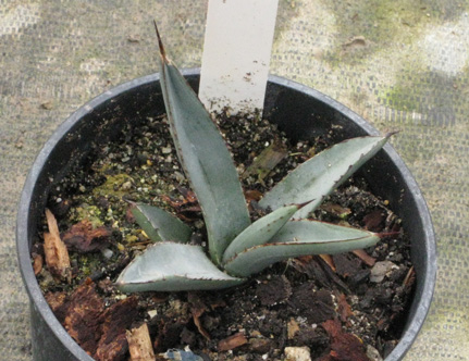 Palmaris Agave nigra