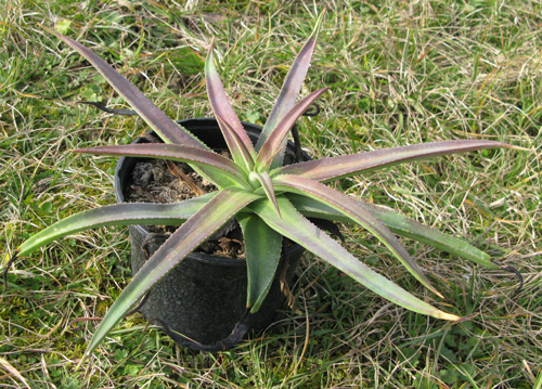 Pépinière Palmaris Agave nizandensis