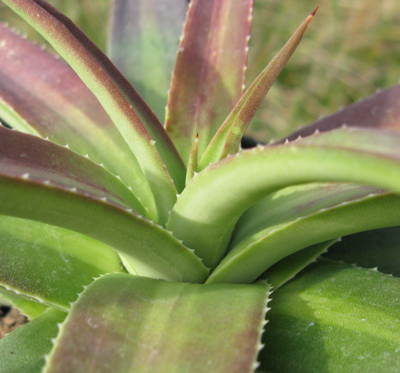 Pépinière Palmaris Agave nizandensis