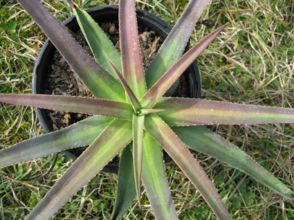 Pépinière Palmaris Agave nizandensis