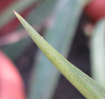 Pépinière Palmaris Agave nizandensis