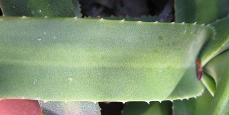 Pépinière Palmaris Agave nizandensis