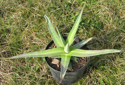 Pépinière Palmaris Agave nizandensis f. "Origine"