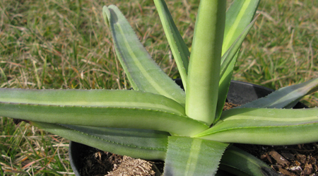 Pépinière Palmaris Agave nizandensis f. "Origine"