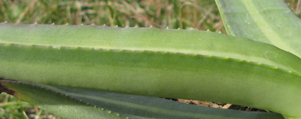 Pépinière Palmaris Agave nizandensis f. "Origine"