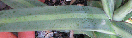 Pépinière Palmaris Agave nizandensis f. "Origine"