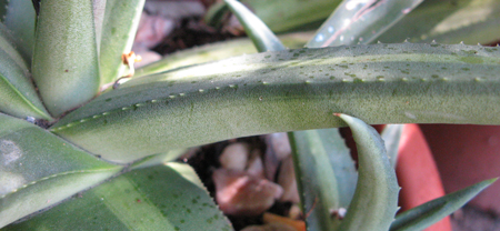 Pépinière Palmaris Agave nizandensis f. "Origine"