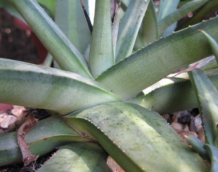 Pépinière Palmaris Agave nizandensis f. "Origine"