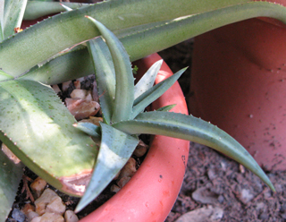 Pépinière Palmaris Agave nizandensis f. "Origine"