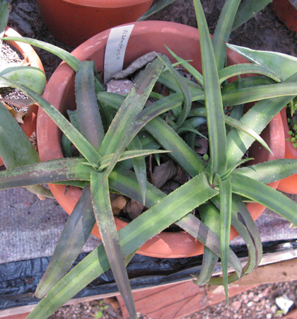 Pépinière Palmaris Agave nizandensis Van der Meer