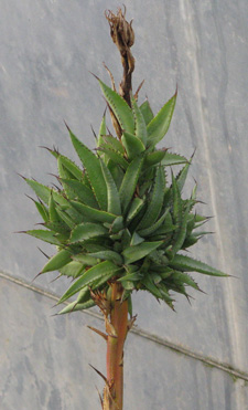 Palmaris Agave obscura bulbilles