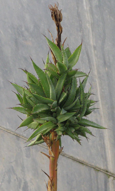 Palmaris Agave obscura bulbilles