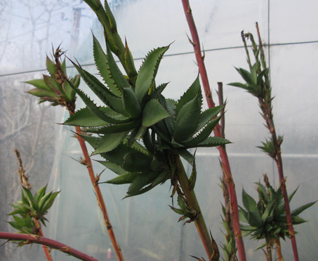 Palmaris Agave obscura bulbilles