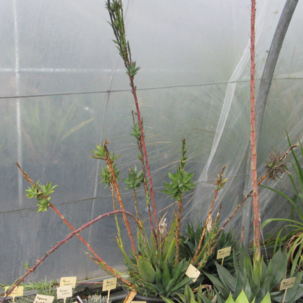 Palmaris Agave obscura bulbilles