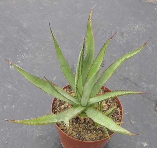 Pépinière Palmaris Agave asperrima x obscura