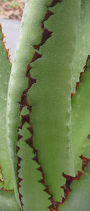 Pépinière Palmaris Agave asperrima x obscura