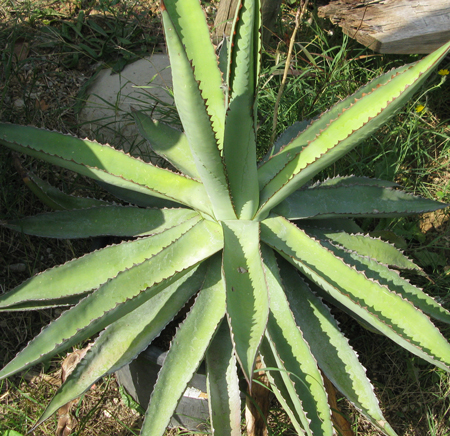 Pépinière Palmaris Agave asperrima x obscura Cactuseraie