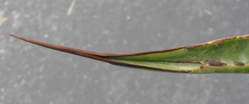 Pépinière Palmaris Agave asperrima x obscura