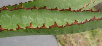 Pépinière Palmaris Agave asperrima x obscura