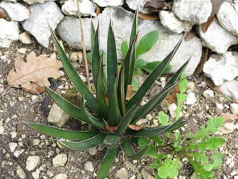 Palmaris Agave ocahui ocahui Cactuseraie