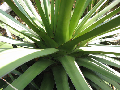 Palmaris Agave ocahui longifolia