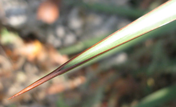 Palmaris Agave ocahui longifolia