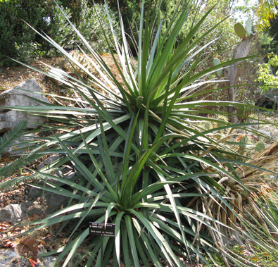 Palmaris Agave ocahui longifolia Nice