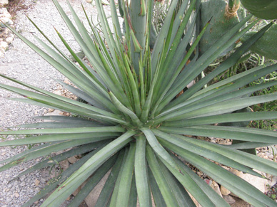 Palmaris Agave ocahui longifolia