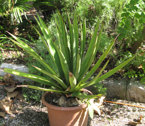 Palmaris Agave ocahui ocahui Navarro