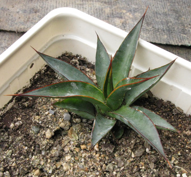 Palmaris Agave ocahui ocahui