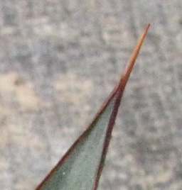 Palmaris Agave ocahui ocahui