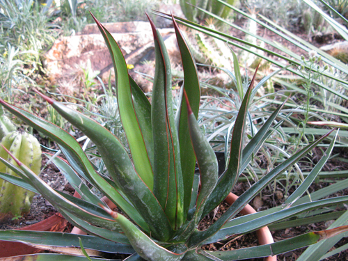 Pépinière Palmaris Agave ocahui ocahui Navarro