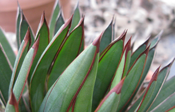 Pépinière Palmaris Agave ocahui ocahui Van der Meer