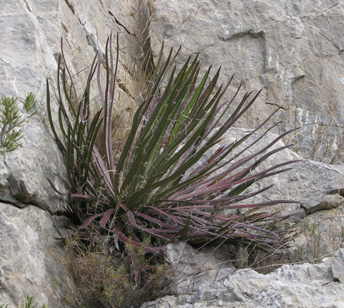 Palmaris Agave ornithobroma Foncaude