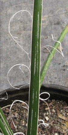 Palmaris Agave ornithobroma 