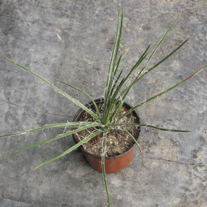 Palmaris Agave ornithobroma 