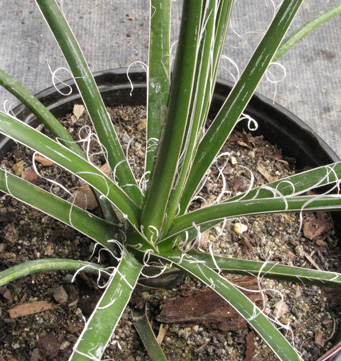 Palmaris Agave ornithobroma 