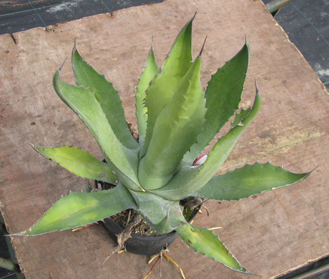 Palmaris Agave oroensis