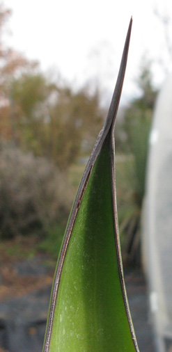 Palmaris Agave oroensis