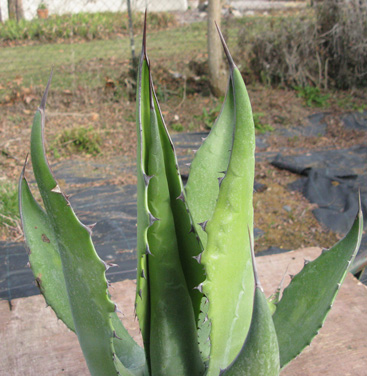 Palmaris Agave oroensis