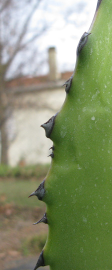 Palmaris Agave oroensis