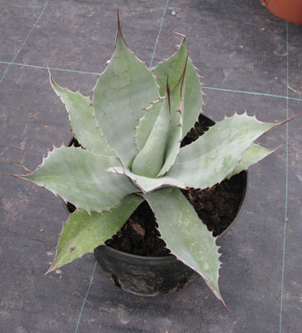 Palmaris Agave ovatifolia