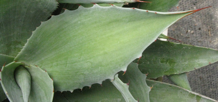 Palmaris Agave ovatifolia