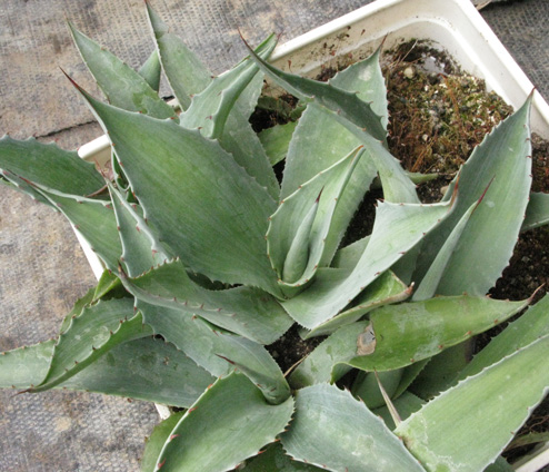 Palmaris Agave ovatifolia