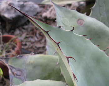 Pépinière Palmaris Agave ovatifolia